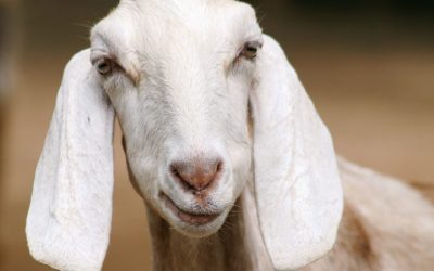 Daging Kambing Antara Daging Yang Terbaik!